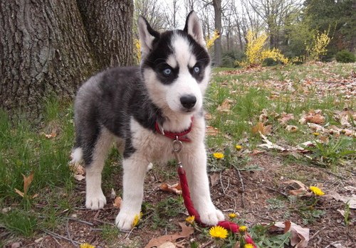 CKC Husky Puppies !! Gorgeous Blue Eyes !! 