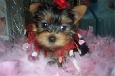 Chaming Yorkie puppies for sale