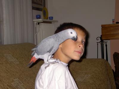 african grey parrot for sale 