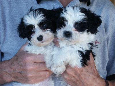 good looking Havanese puppies