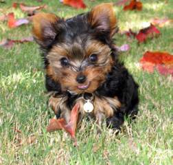 Healthy Well Trained Teacup Yorkie Puppies Available http://jenifermews.yolasite.com
