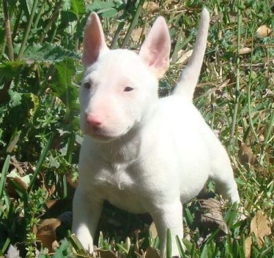 2TWO Cute Bull Terrier Puppies