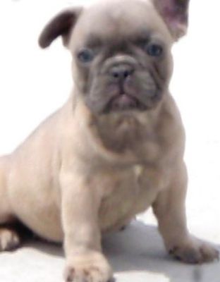 Great and homeless French Bulldog Puppies For Sale 