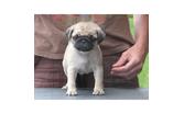 lovely pug puppies for adoption 
