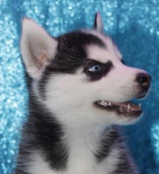 Siberian husky Puppies For Adoption