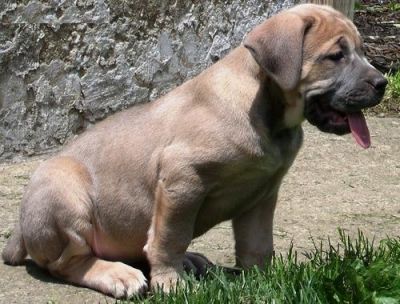 Cane corso italiano puppies