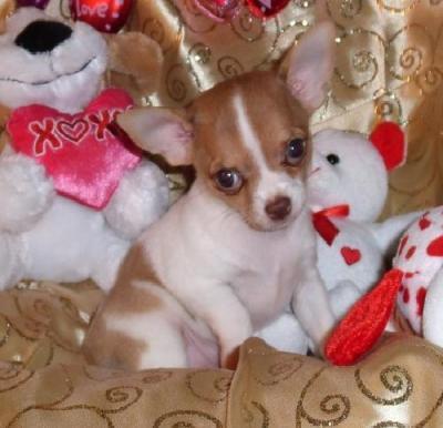 Chihuahua Puppies