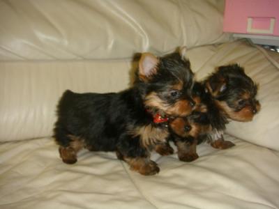 adorable yorkie terrier puppies for adoption