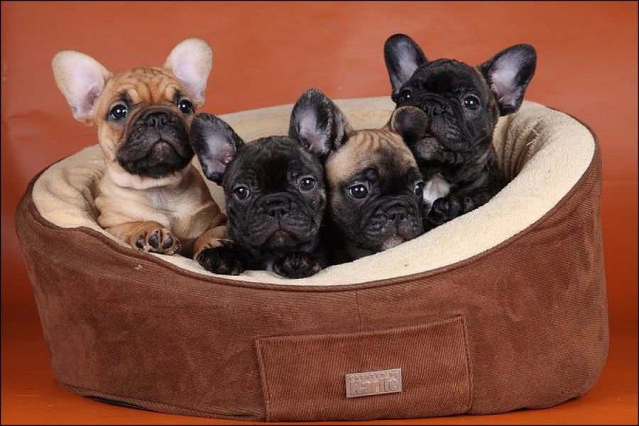 British and French Bulldog Pups available