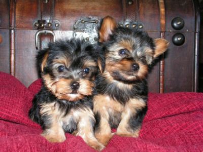 Yorkie Puppies ready for their new home.