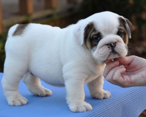 Adorable Male and Female English Bulldog Puppies Free Adoption