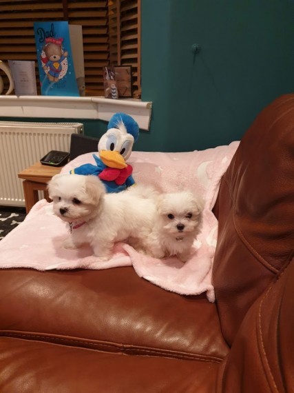 Cute maltese puppy for sell