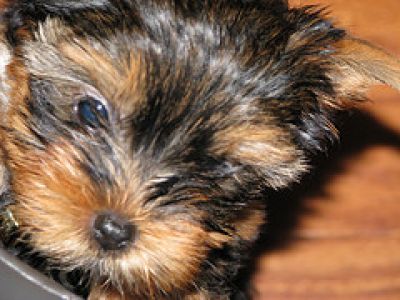 Cute And Adorable Teacup Yorkie Puppies