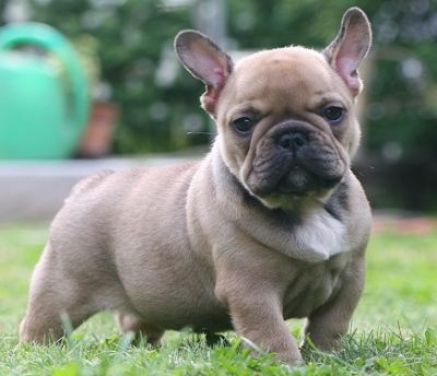 French Bulldog Puppies For New Homes.