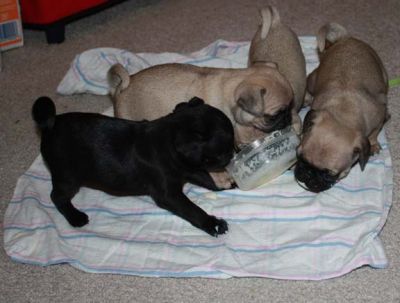 PUG PUPPIES