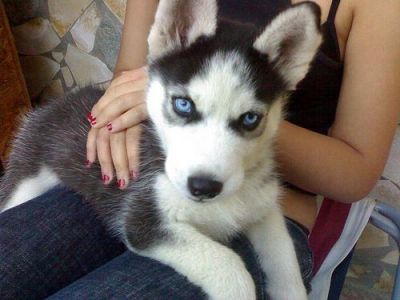 HEALTHY MALEAND FEMALESIBERIAN HUSKY PUPPIES(BLUE EYES)