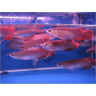 Red Arowana, Asian Red, Super Red, and many other fishes for sale