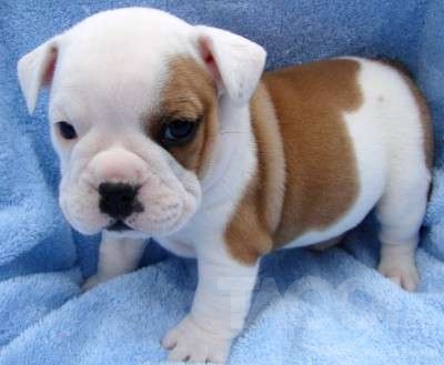 PERFECT MALE AND FEMALE ENGLISH BULLDOG PUPPIES FOR A LOVELY HOME