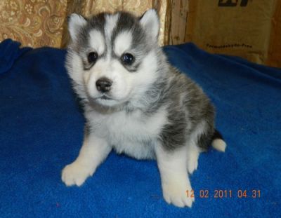 Siberian Husky Puppies for  Merry Christmas