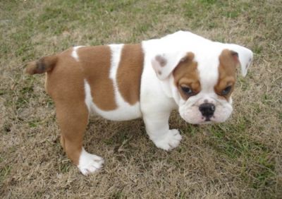 Gorgeous English Bulldog Puppies for Adoption