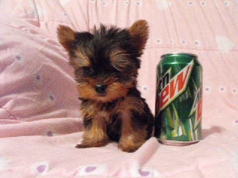 Teacup Yorkie Puppies for sale