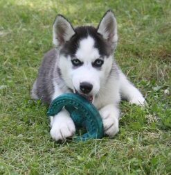 Top Quality, AKC Registered Siberian Husky Puppies