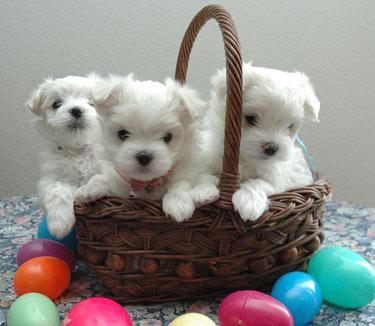 Lovely Maltese Puppies available