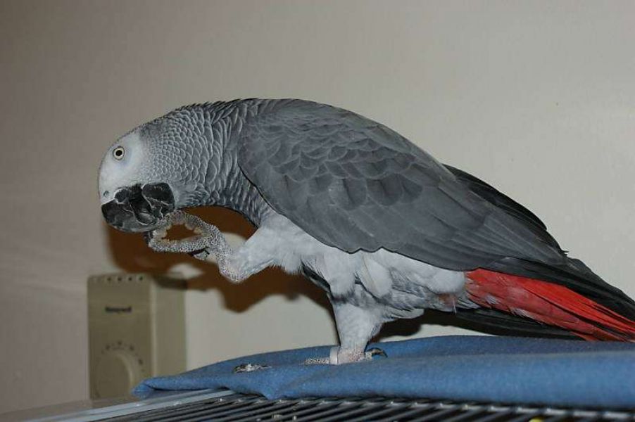 Two African grey parrots available for sale 