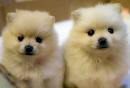 awasome pomeranian male and female puppies for adoption