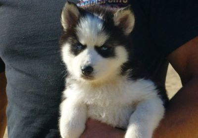 Blue Eyes Siberian Husky Puppies For Sale