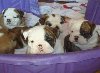 English Bulldog Puppies, AKC outstanding bloodlines