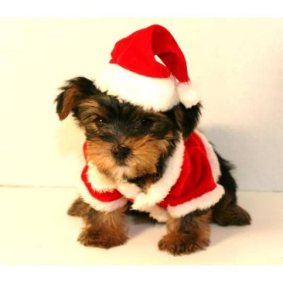Teacup Yorkie puppies LOOKING FOR A NEW HOME