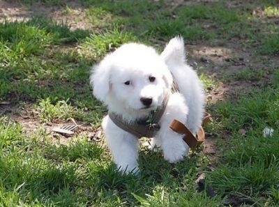 Bichon Frise Puppies For Sale