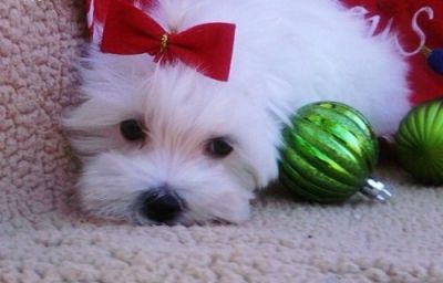 Adorable Maltese Puppies For Free Adoption