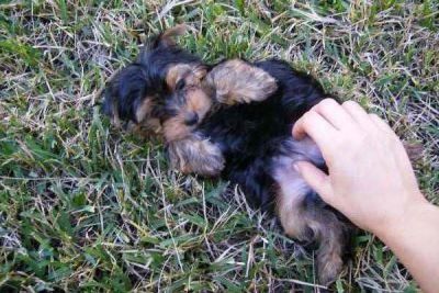 cute and lovely teacup yorkie puppies ready for free adoption