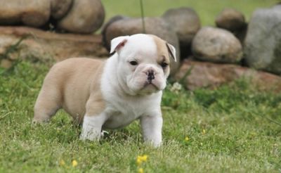 english bulldog puppies for adoption
