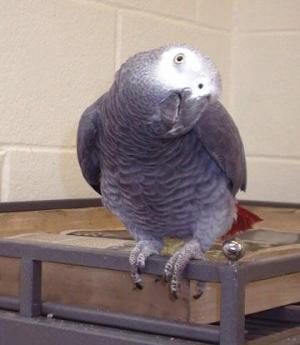African Gray parrots for Adoption