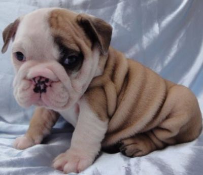 Amazing English bulldogs puppies available