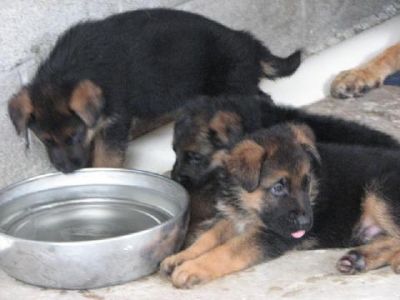 german shepards to lovely homes