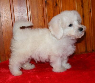 puppy pet dog sire bichon frise breeder