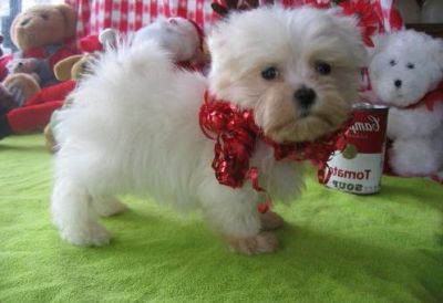 Sweet and Little Maltese puppies