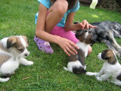 Papillon Chihuahua .... Mix Welpen