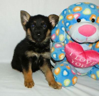 Akc German Shepherd Dog Puppies For Sale 