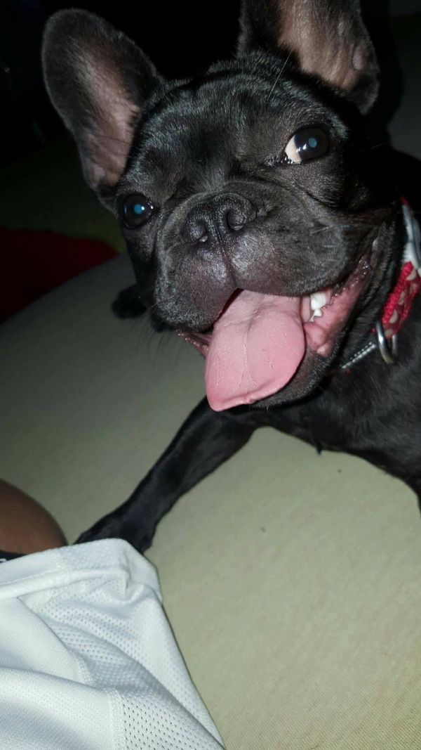 Male and Female Blue French Bulldog Puppies Seeking Lovely Home