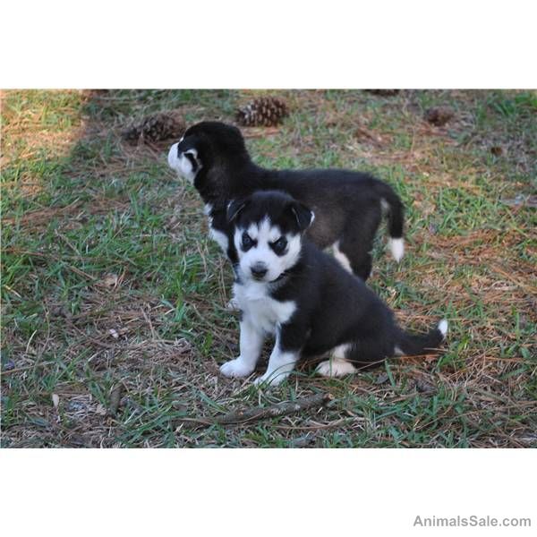 Husky PUPPIES FOR ADOPTION.