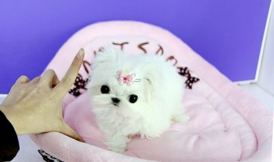 Precious Adorable Male And Female Mini Maltese Available!