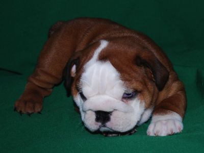 Two English bulldog puppies(12 weeks old)