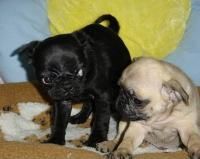 Beautiful Pug puppies ready now