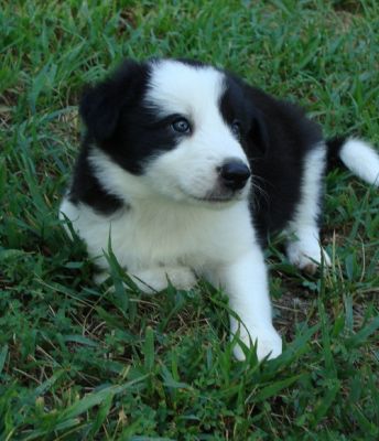 Border Collie Puppies For Excellent Homes.