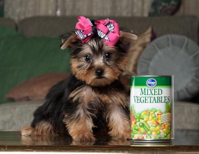  Here are some cute teacup Yorkie puppies that will steal your heart 